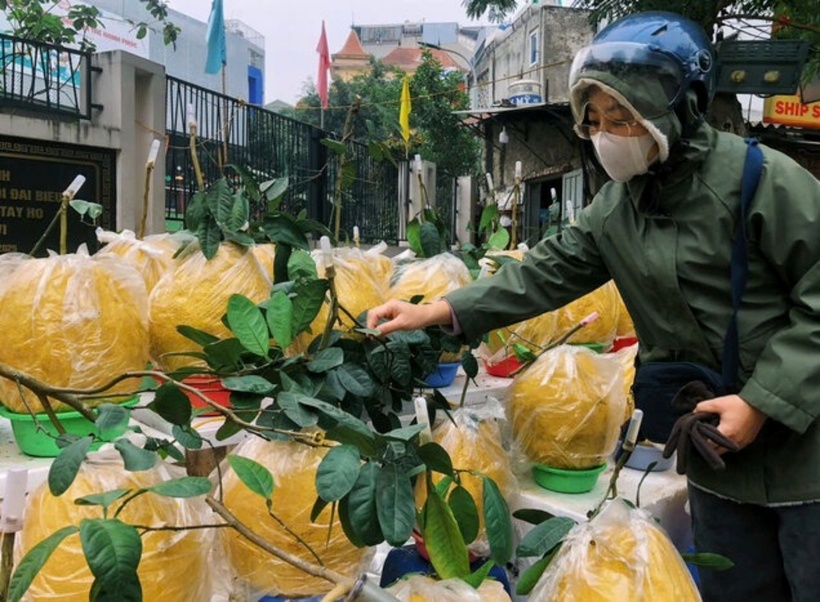 Lý do mà bòng Kỳ Đà được người dân ưa chuộng mua về chơi Tết là bởi việc vận chuyển quả từ Tuyên Quang về Hà Nội gặp nhiều trở ngại, dễ thối hỏng nên ít người bán, số lượng quả lại có hạn. Ảnh: Lao Động