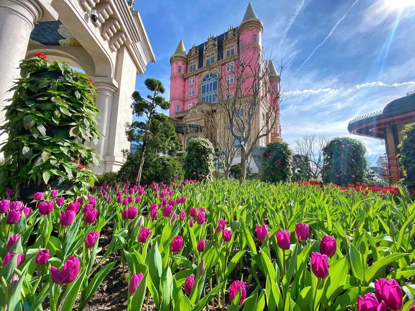 Gần 400 ngàn bông tulip hội ngộ trên đỉnh Bà Nà