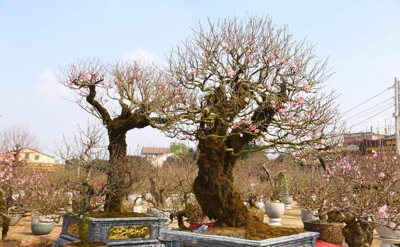 Anh Lê Ngọc Thắng (trú TP.Vinh), chủ gốc đào "khủng" thông tin trên Tiền phong, gốc đào này là đào rừng Mộc Châu, giá bán 120 triệu đồng, nếu khách thuê giá sẽ thấp hơn.