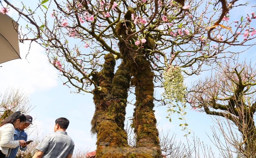 TP.Vinh (tỉnh Nghệ An) trở nên sôi động với thị trường hoa và cây cảnh phục vụ Tết Nguyên đán. Nổi bật là gốc đào cổ cuốn rêu, được bán với giá 120 triệu đồng.