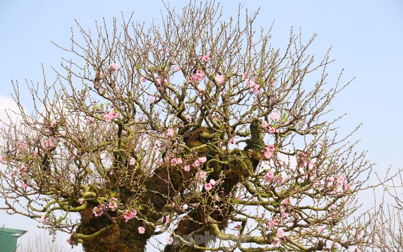 Lý do gốc đào có giá cao vì thời gian chăm sóc, đầu tư công sức cấy ghép, vận chuyển tốn nhiều chi phí.