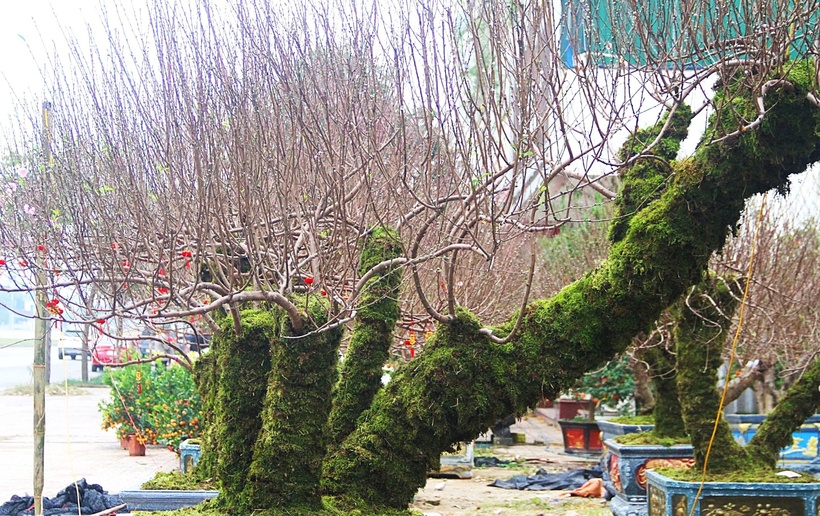 Thị trường đào Tết ở TP.Vinh cũng xuất hiện nhiều gốc đào "khủng". Theo Dân trí, anh Hoàng Hải Quân (TP.Vinh) sáng tạo bằng cách kết hợp các cây đào thành chậu "Phúc Lộc Thọ", mỗi chậu gồm ba cây với dáng khác nhau, tạo nên sự hài hòa. Giá bán của những cây này từ 10 đến 30 triệu đồng.