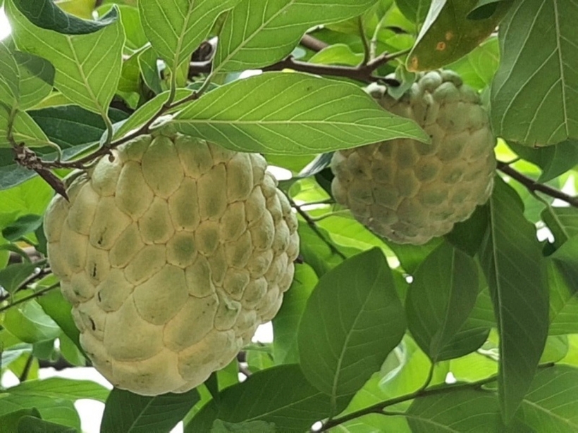 Bị ngã từ trên thang xuống đất trong lúc hái na bày mâm ngũ quả, người phụ nữ phải nhập viện do bị xẹp đốt sống L1. Ảnh minh họa