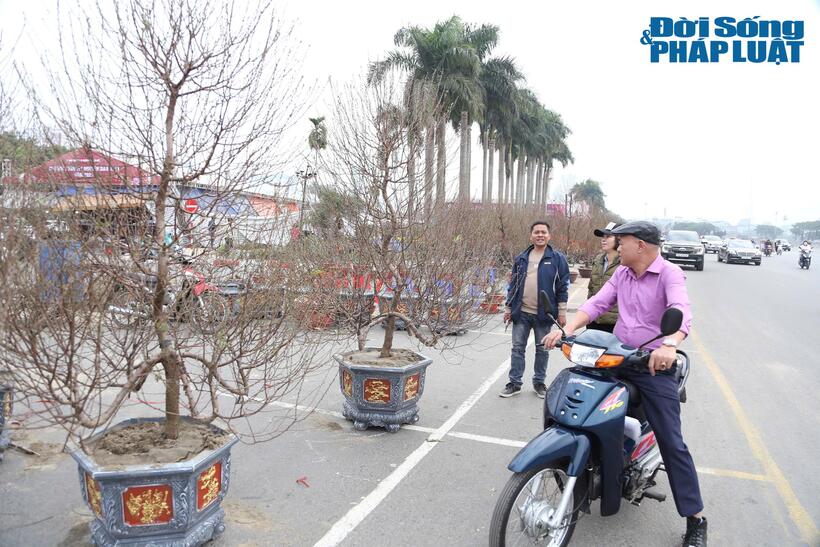 Theo Bộ Tài chính, giá hoa đào năm nay tăng do ảnh hưởng của cơn bão Yagi, nguồn đào từ Nhật Tân không có, chủ yếu đào tại địa phương. Ảnh minh họa.