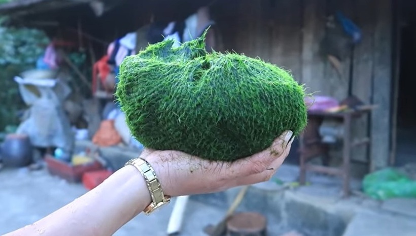 Rêu "cui" có dạng sợi mảnh như tóc, màu sắc hơi sẫm; rêu "cay" có sợi mọc rời rạc, màu xanh tươi mát; còn rêu "tau" lại mọc thành từng mảng lớn ở ao hoặc các khe suối.