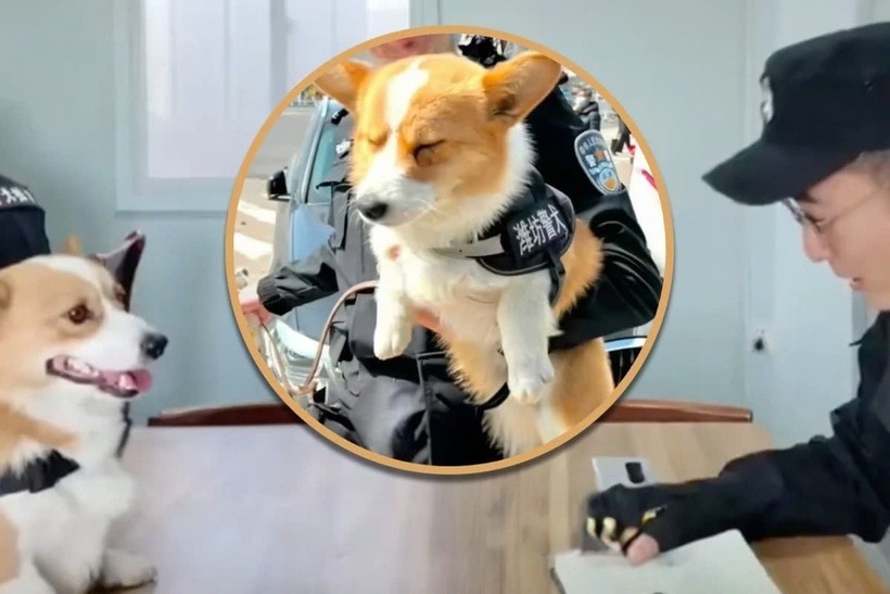 Phúc Tử đã trở nên nổi tiếng trên mạng xã hội với tư cách là chú chó corgi đầu tiên gia nhập lực lượng cảnh khuyển Trung Quốc. Ảnh: SCMP