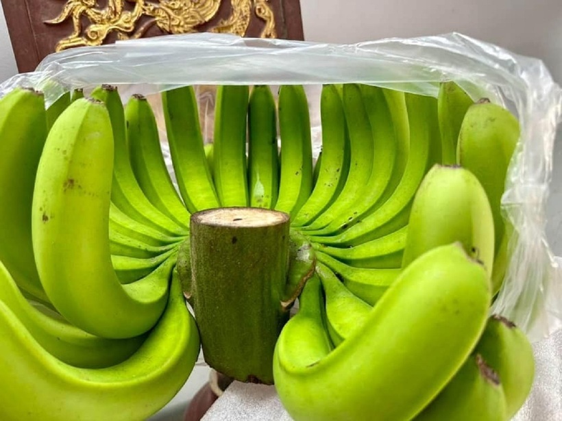 Dù được trả giá cao nhưng chủ nhân nải chuối quyết không bán. Ảnh: Dân Việt