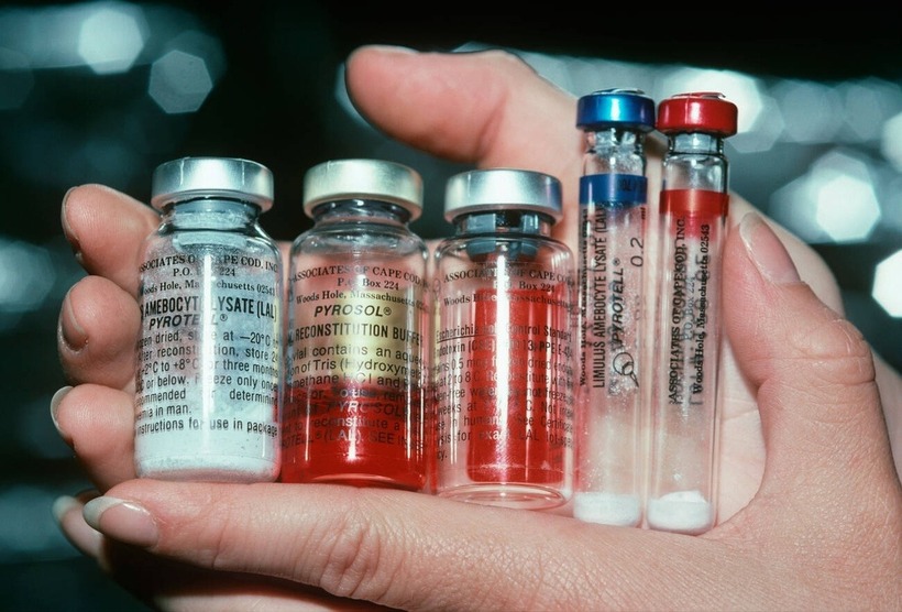 Máu của sam biển được mệnh danh là loại máu đắt đỏ nhất thế giới, với mức giá đáng kinh ngạc lên tới gần 20.000 USD cho mỗi lít (tương đương hơn 500 triệu đồng).