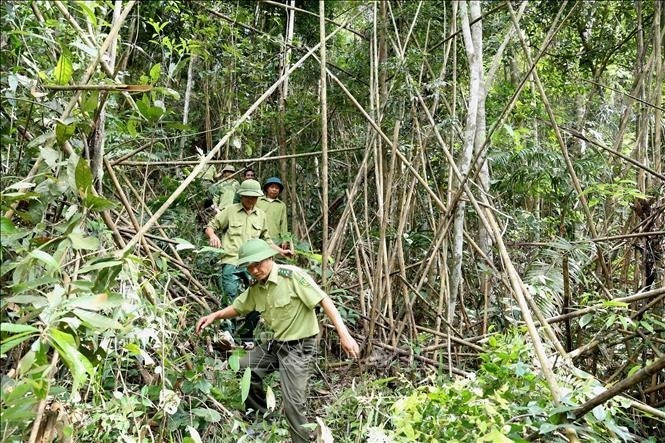 Lực lượng kiểm lâm (Chi cục Kiểm lâm tỉnh Bắc Giang) phối hợp với lực lượng chuyên trách Ban quản lý rừng phòng hộ Sơn Động tổ chức đi tuần tra bảo vệ khu vực rừng khoanh nuôi tái sinh tại rừng phòng hộ. (Ảnh: TTXVN)