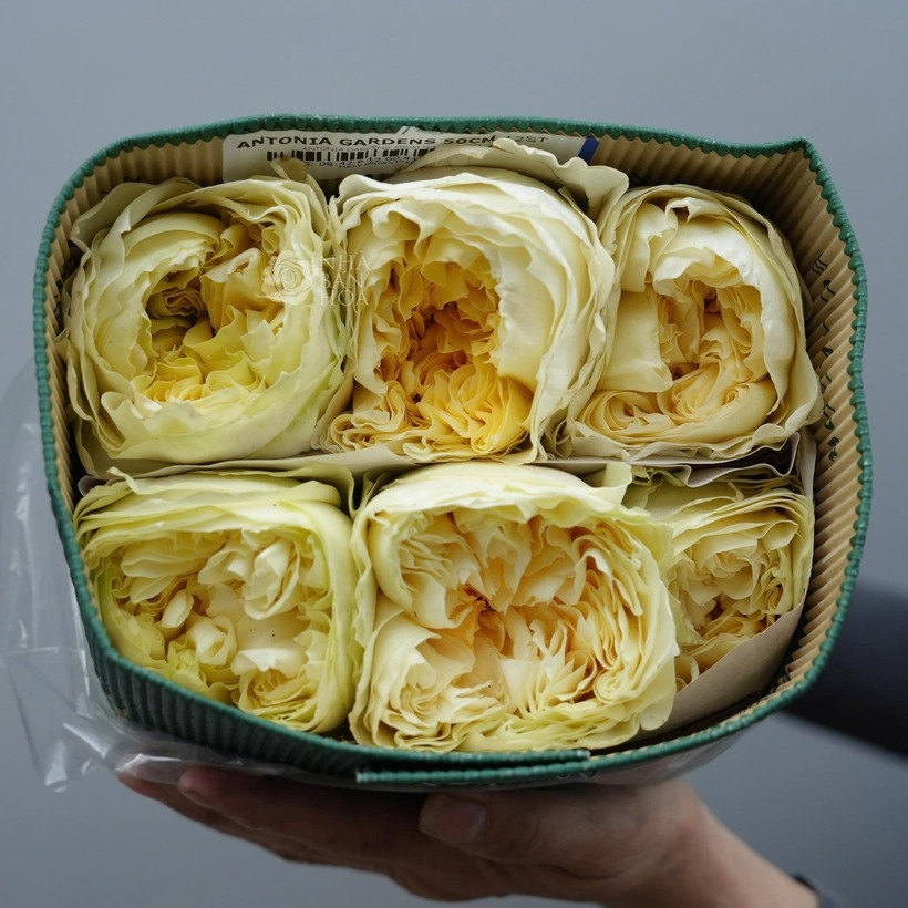 Khách hàng muốn mua hoa hồng nhập khẩu phải đặt trước vài ngày.