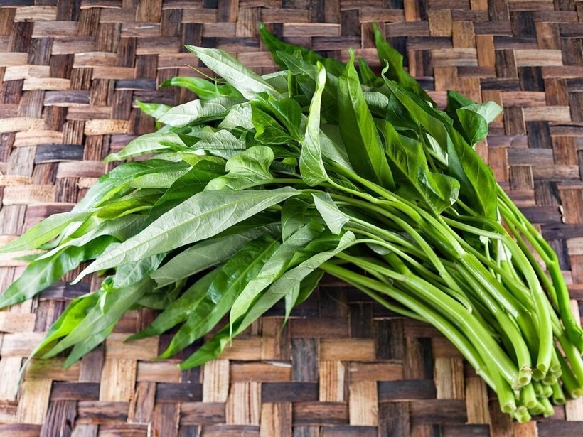 Rau muống có thể trồng dễ dàng trên cạn bằng cách giâm cành.
