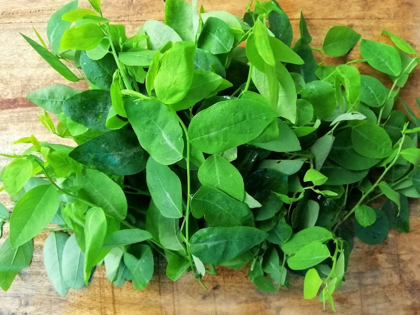 Rau ngót cần được trồng ở nơi có đủ ánh sáng mặt trời và tưới nước đều đặn.
