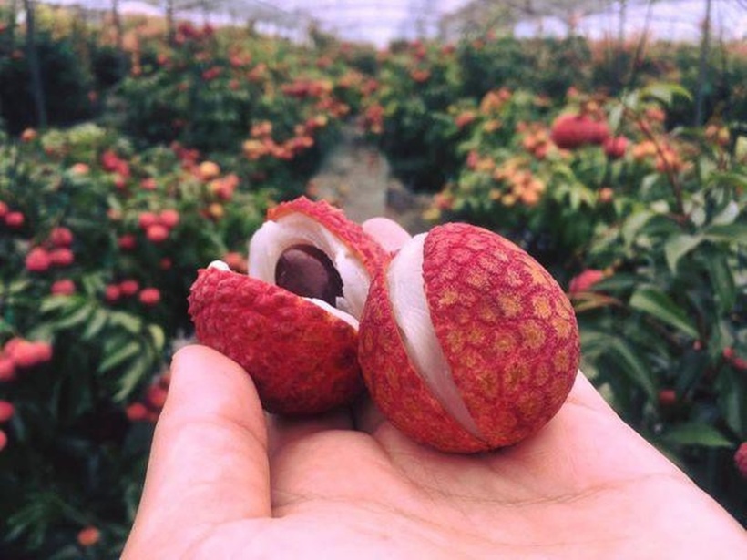 Vẻ ngoài của vải Gia Lục cũng vô cùng đặc biệt và thu hút. Ảnh minh họa