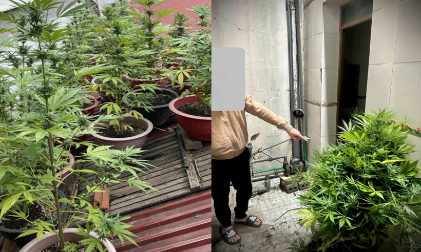 Đối tượng N.T.Đ cùng 21 chậu cây cần sa trồng trái phép trên nóc bếp.