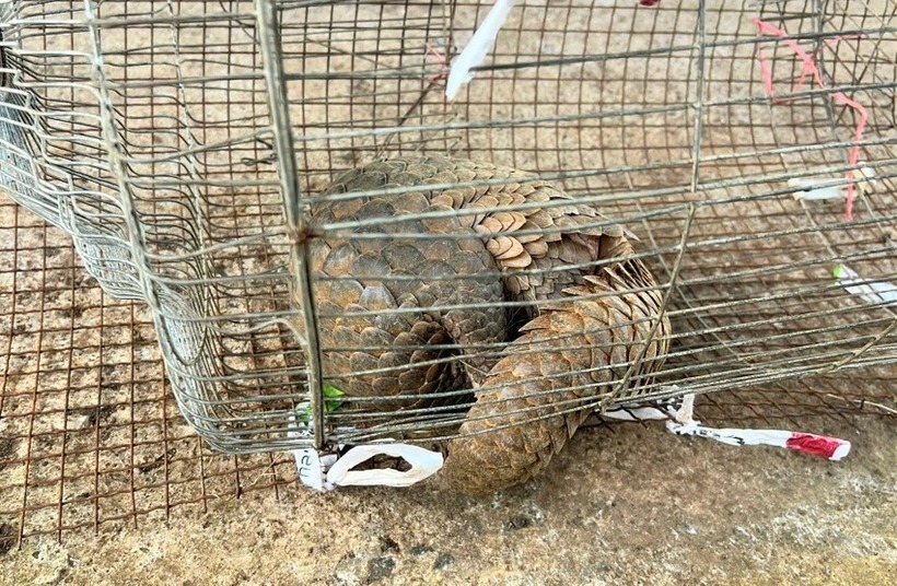 Cá thể tê tê Java quý hiếm bò vào nhà dân. Ảnh: Pháp luật TP.HCM