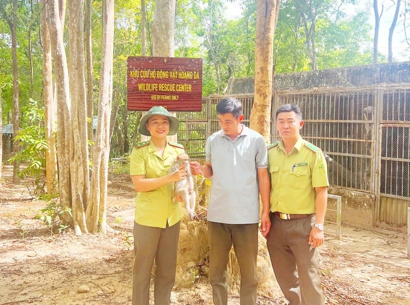 Hạt Kiểm lâm TP.Kon Tum bàn giao cá thể khỉ đuôi dài cho Trung tâm Bảo tồn đa dạng sinh học và du lịch sinh thái, Vườn Quốc gia Chư Mom Ray. (Ảnh: Pháp luật TP.HCM)