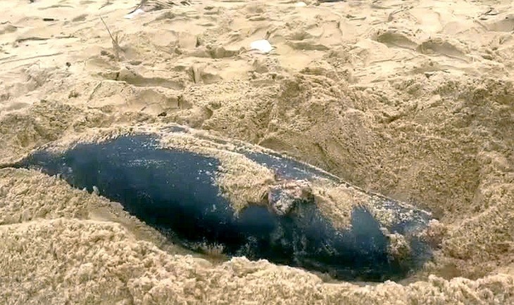 Xác cá voi dạt vào bờ biển xã Bảo Ninh sáng 2/4. (Ảnh: Tuổi trẻ)