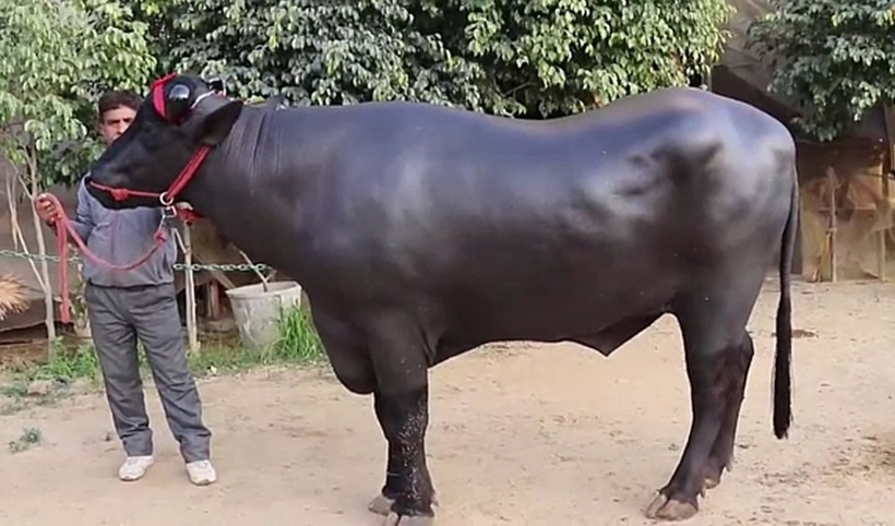 Shahenshah được định giá khoảng 250 triệu Rupee, tương đương 74 tỷ đồng Việt Nam.