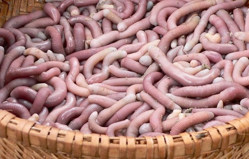 Sá sùng, loài hải sản mang hình dáng có phần "đáng sợ" giống như con giun đất, thực chất lại là một đặc sản biển khơi vô cùng quý hiếm.