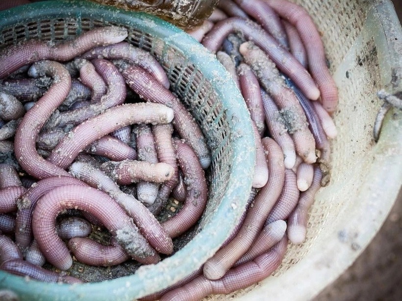 Mặc dù giá thành cao, sá sùng vẫn là một món ăn được ưa chuộng