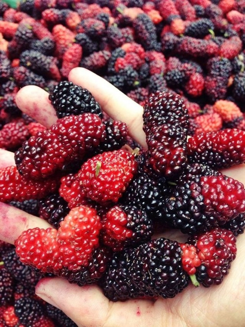 Với hàm lượng calo thấp và chất xơ cao, dâu tằm là một lựa chọn tuyệt vời cho những ai muốn giảm cân.