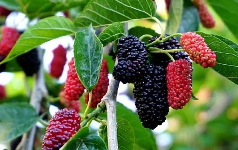 Dâu tằm rất dễ dập nát nên từ quá trình hái đến vận chuyển cho khách đều được làm cẩn thận.