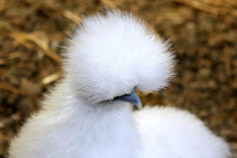 Với ngoại hình vô cùng đặc biệt, loại gà này thường được nuôi làm kiểng hơn là lấy thịt.