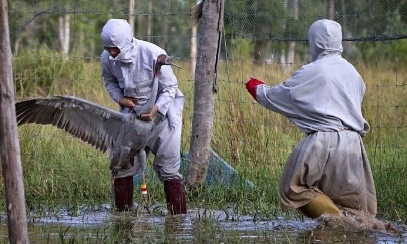 Tập huấn sếu ở Thái Lan. (Ảnh: ICF)