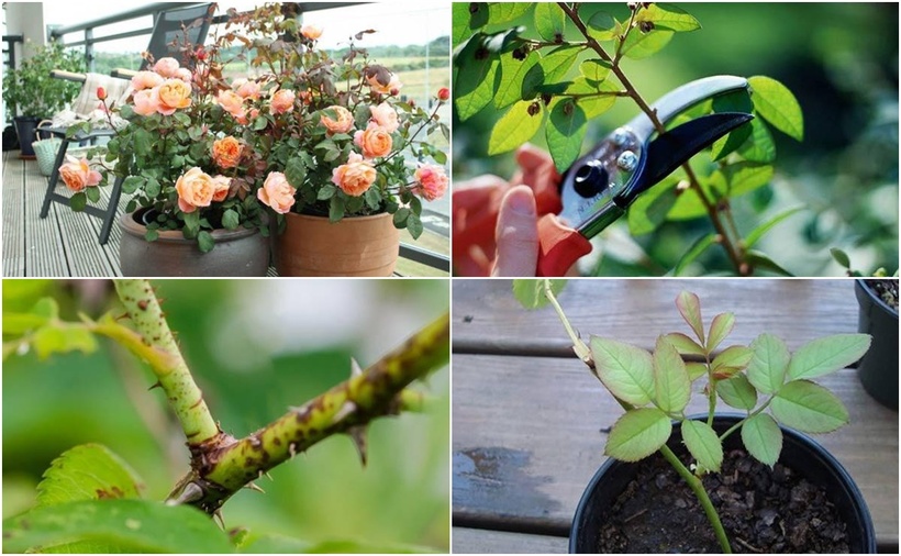 Giâm cành hoa hồng là quá trình sử dụng một đoạn cành cắt từ cây mẹ để tạo ra một cây hoa hồng mới, giữ nguyên được những đặc tính tốt của cây gốc.