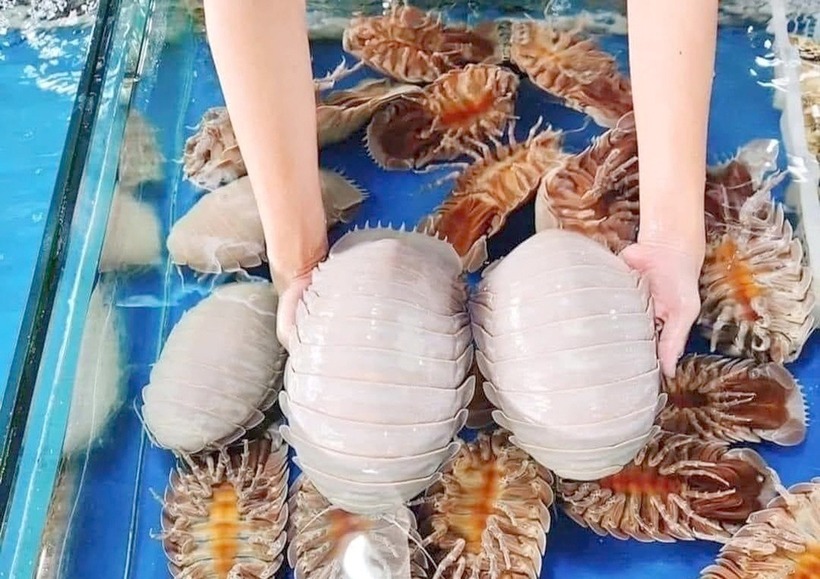  "Quái vật biển sâu" lại là "vua hải sản", ngon "nức tiếng", giá "trên trời" vẫn không có mà mua - 4