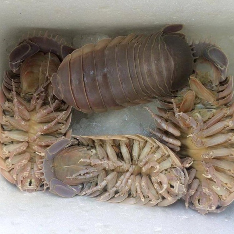 Bọ biển lại mang một hình dáng khiến không ít thực khách phải e dè, thậm chí rùng mình, không dám mạo hiểm thưởng thức bởi diện mạo có phần kỳ dị và xù xì.