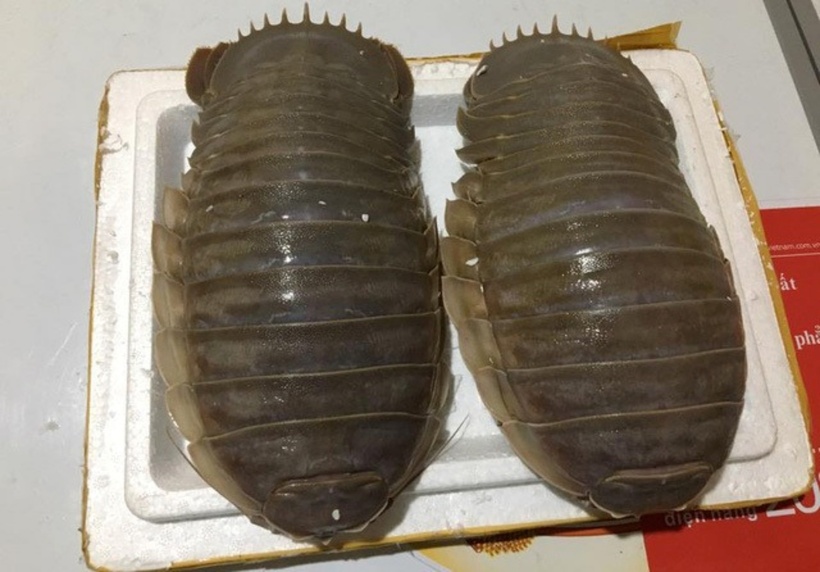 Bọ biển, dù vẫn còn là một cái tên khá mới mẻ đối với phần đông thực khách, lại được biết đến như một loại hải sản đặc biệt quý hiếm và có giá trị kinh tế cao.