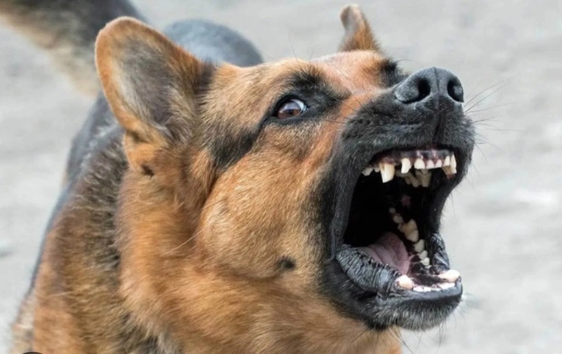 5 người ở Bà Rịa - Vũng Tàu bị chó nghi mắc bệnh dại cắn. Ảnh minh họa