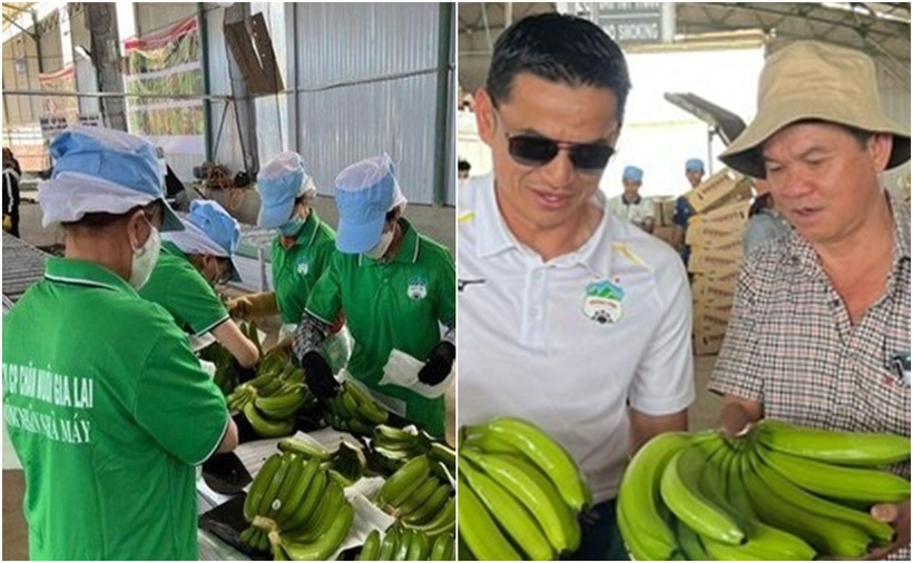 HAGL khẳng định, chính sách thuế được Tổng thống Mỹ Donald Trump để cập không ảnh hưởng đến hoạt động sản xuất và xuất khẩu chính của công ty.