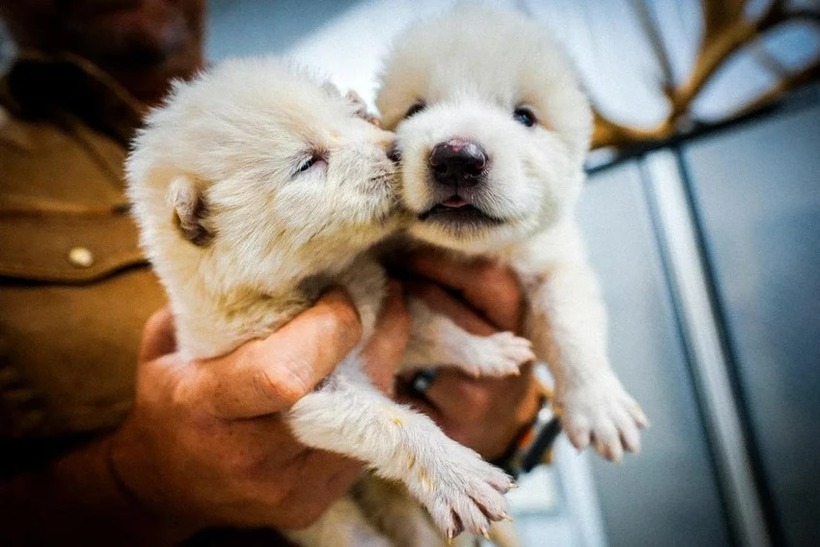 Sói con Romulus và Remus chào đời bằng phương pháp mổ lấy thai ngày 1/10/2024. Ảnh: Colossal Biosciences.