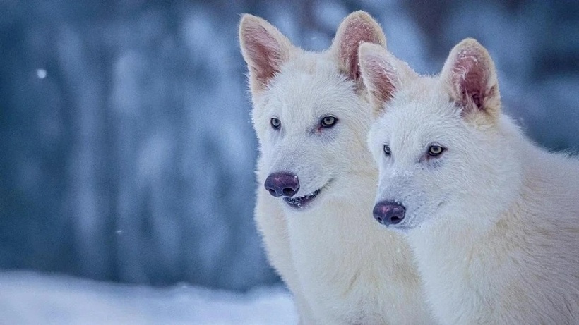 Hiện ba chú sói này đang sống trên một khu đất rộng 2.000 mẫu Anh. Ảnh: Colossal Biosciences.