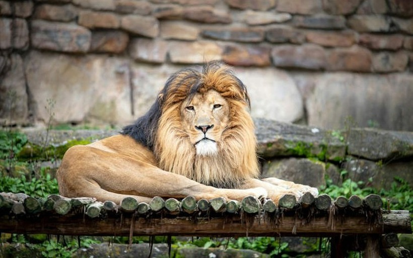 Vào chuồng sư tử quay video "khoe mẽ" với vị hôn thê, người đàn ông 44 tuổi bị cắn tử vong. Ảnh minh họa