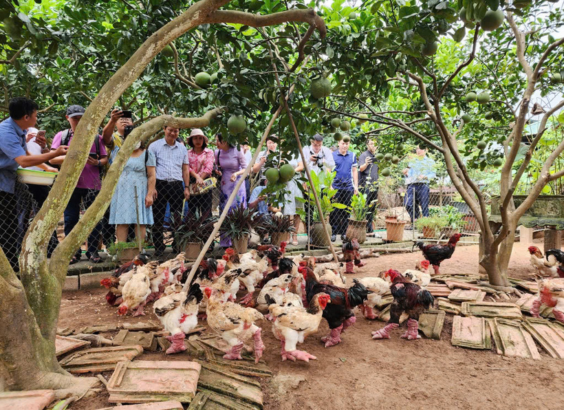 Gà Đông Tảo Hưng Yên.