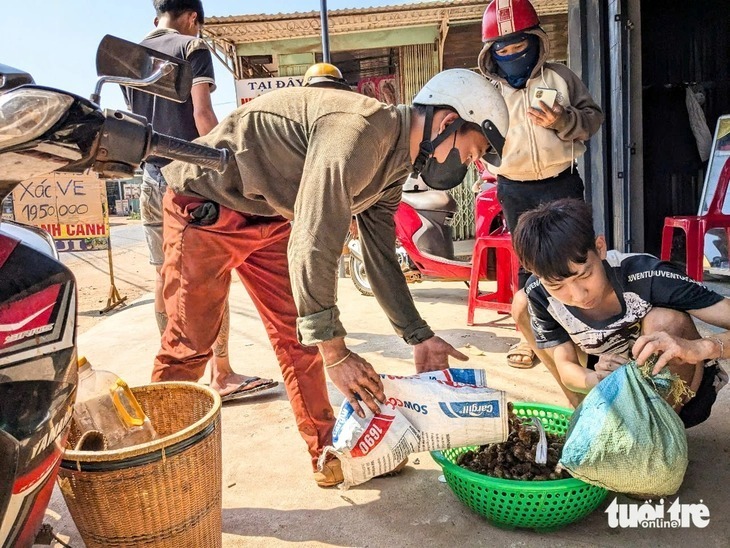 Hình ảnh tại một điểm thu mua xác ve sầu. Ảnh: Tuổi trẻ Online