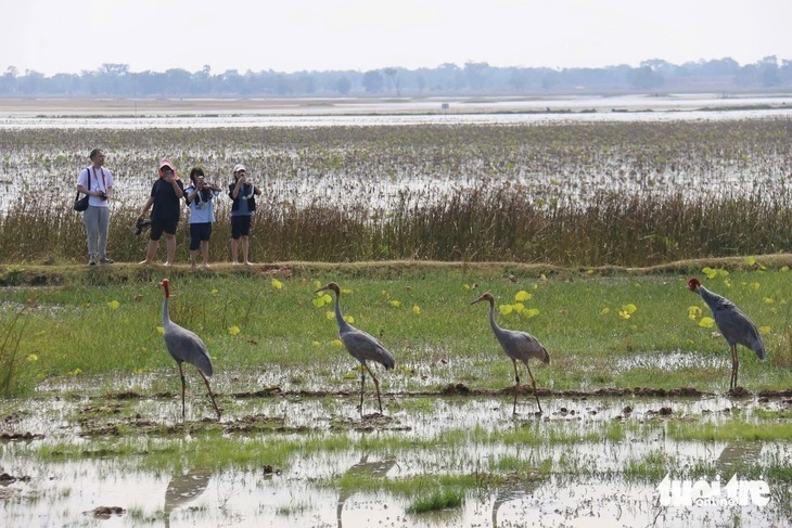 Sếu đầu đỏ trong lần về Vườn quốc gia Tràm Chim năm 2019. Ảnh: VnExpress