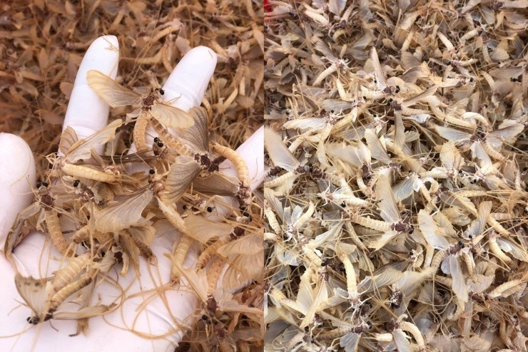 Con vờ được coi là loài côn trùng chỉ có tại sông Hồng, thường xuất hiện mỗi năm vài lần từ tháng 2 đến tháng 4 âm lịch.