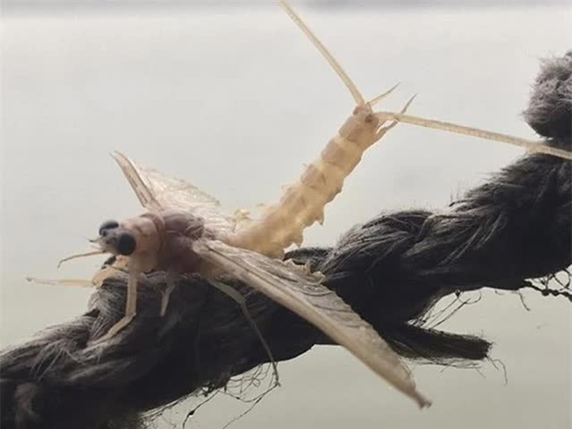 Con vờ có kích thước tương đương với loài chuồn chuồn quen thuộc.