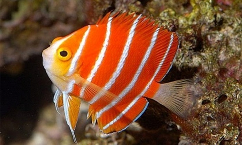 Giá trị "đắt đỏ" của cá thiên thần Peppermint xuất phát từ sự khan hiếm của chúng trên thị trường. Thêm vào đó, vẻ đẹp nổi bật với những sọc đỏ và trắng tương phản đã khiến loài cá này trở thành một "báu vật" được giới chơi sinh vật cảnh đặc biệt ưa chuộng.