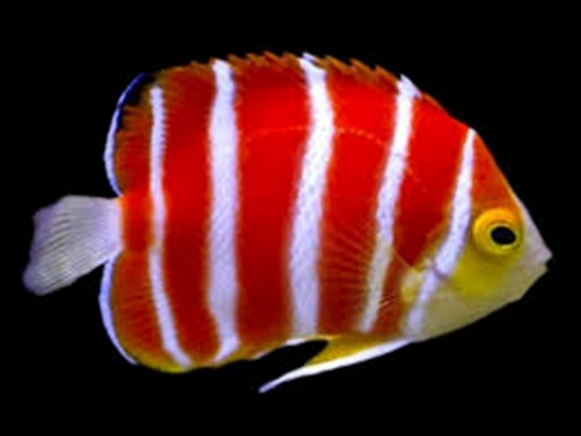 Cá cảnh Peppermint thường được phát hiện ở khu vực phía đông Thái Bình Dương, tập trung chủ yếu quanh quần đảo Cook và đảo Rarotonga. Với bản tính nhút nhát, loài cá này có xu hướng ẩn náu trong các khe đá ngầm.