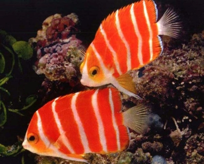 Mặc dù sở hữu mức giá "khủng", cá thiên thần Peppermint lại có kích thước khá khiêm tốn, chiều dài chỉ khoảng 7cm. Một thông tin đáng chú ý từ The Richest cho biết, vào năm 2012, trên toàn thế giới chỉ có duy nhất một cá thể cá thiên thần Peppermint được trưng bày công khai. Chú cá đặc biệt này đã được một nhóm nghiên cứu đại dương thuộc Viện Smithsonian bắt giữ và sau đó được giới thiệu trong bể cá của Thủy cung Waikiki.