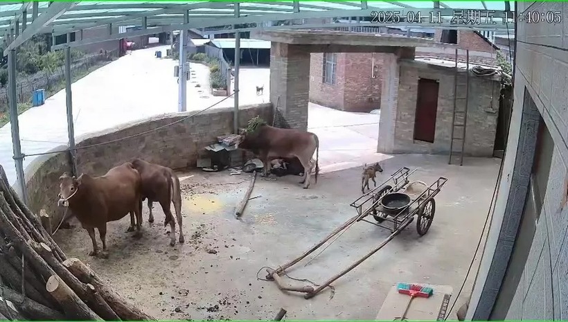 Người đàn ông bị một con bò tấn công khi vào chuồng cho bò ăn. Ảnh: Mirror