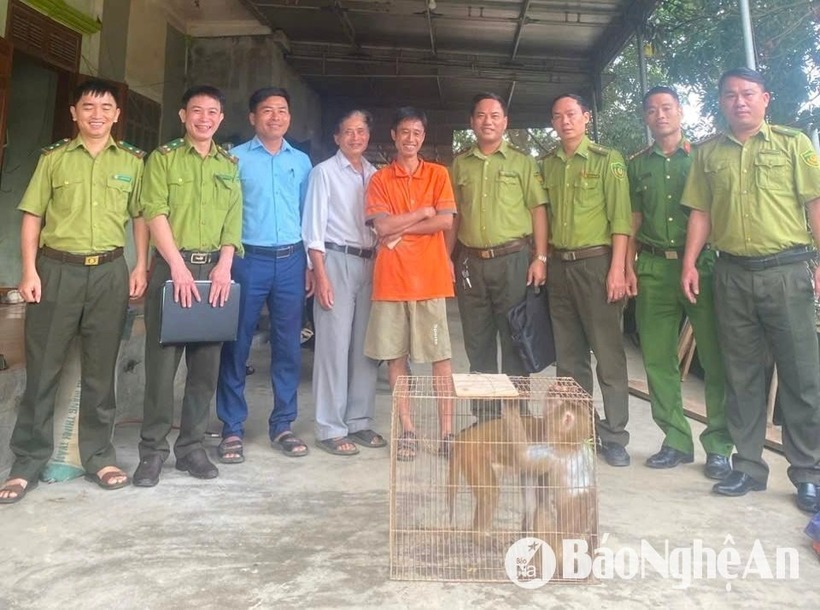 Anh Nguyễn Đình Khánh (áo màu cam) bàn giao 2 cá thể khỉ cho Hạt Kiểm lâm Thanh Chương. Ảnh: Báo Nghệ An.