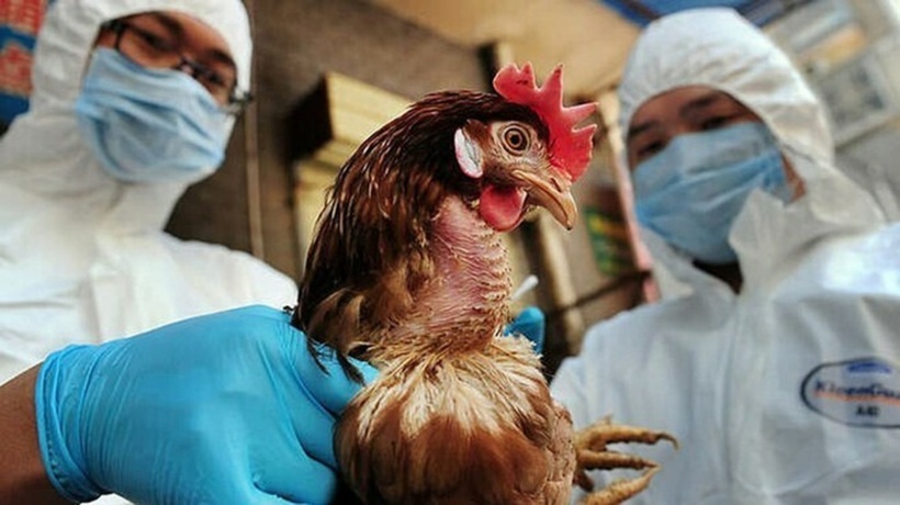Thông thường virus cúm gia cầm A/H5N1 gây dịch bệnh trên các gia cầm và thủy cầm, con người bị nhiễm virus khi tiếp xúc gần với gia cầm nhiễm bệnh chết.