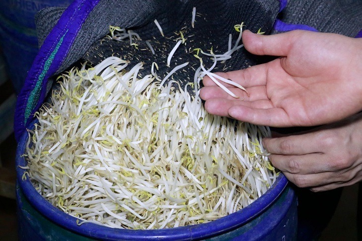Giá đỗ to, mập, ngắn rễ và đẹp mắt hơn sau khi được ngâm hóa chất. Ảnh: Dân trí