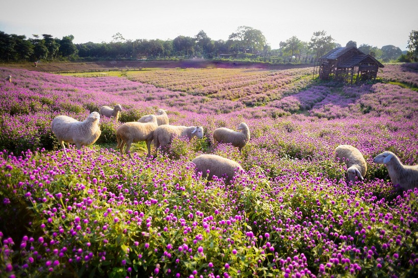 Thảo nguyên hoa Long Biên tọa lạc tại một vị trí khá thuận tiện, thuộc phường Thạch Bàn, quận Long Biên, Hà Nội.
